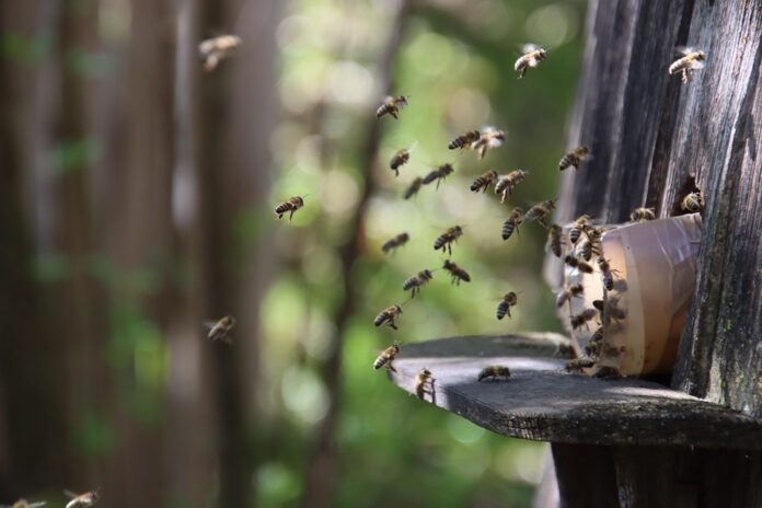 Top 10 private label insect pasta producers globally