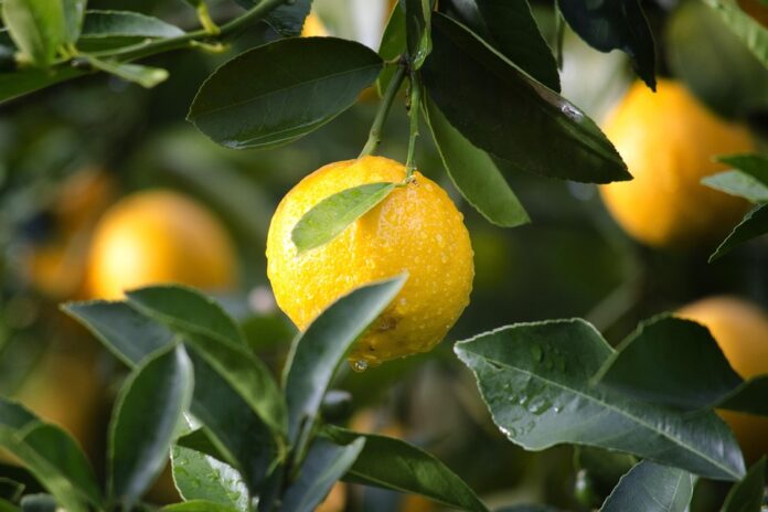 Top 10 private label lemon-lime manufacturers globally