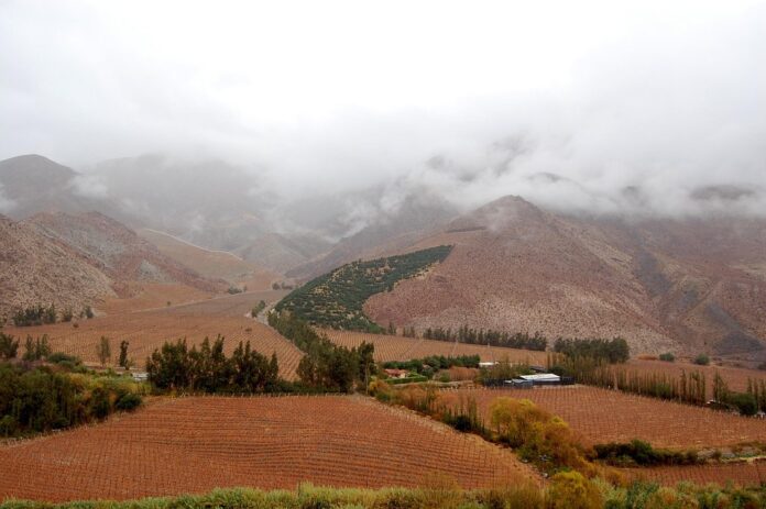 Top 10 private label pisco producers globally