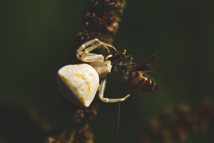 Top 10 private label spider food manufacturers globally