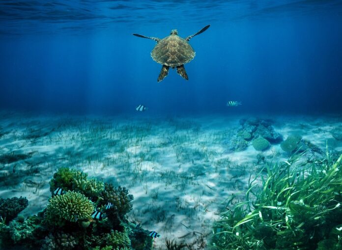 Top 10 private label turtle food manufacturers globally