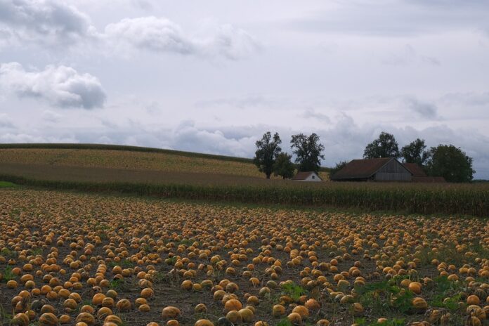 Top 10 pumpkin seed oil export companies in China