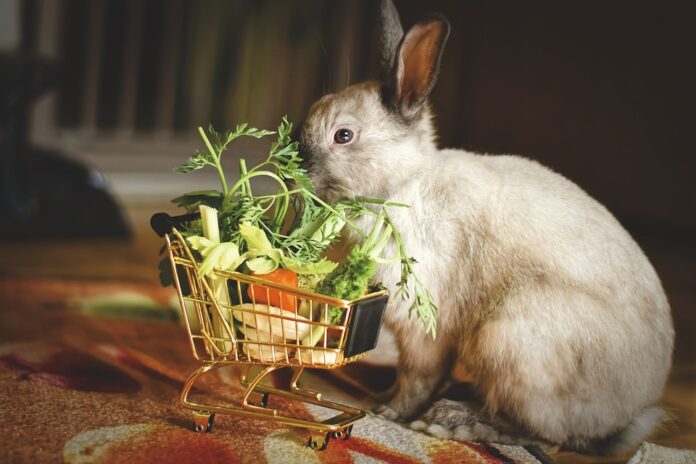 Top 10 rabbit food exporters globally in 2025