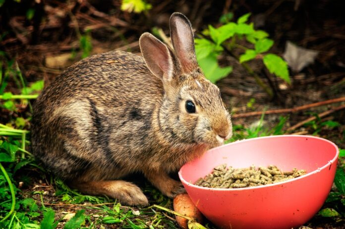 Top 10 rabbit food importers globally in 2025