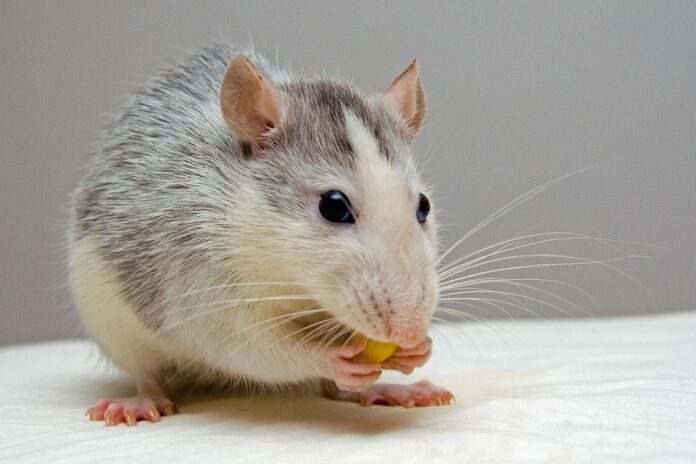 Top 10 rat food exporters globally in 2025