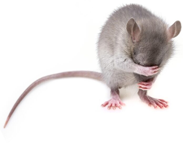 Top 10 rat food producers in Germany