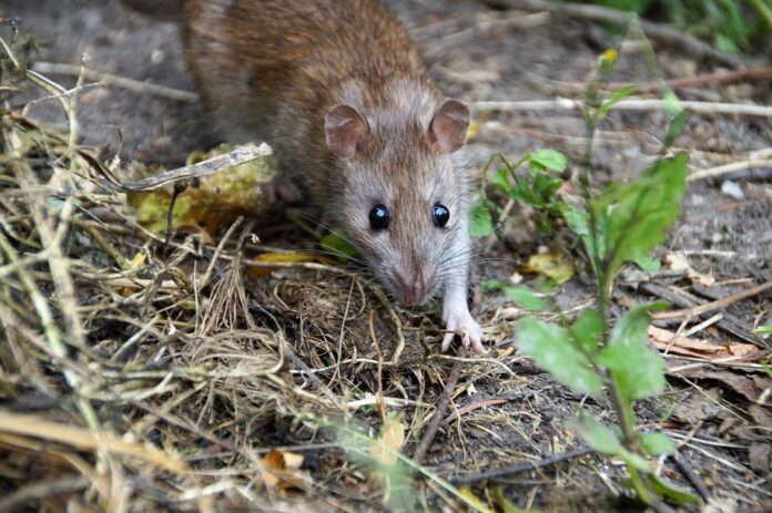 Top 10 rat food producers in the United Kingdom