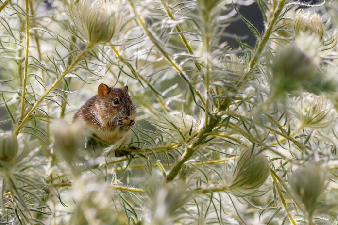 Top 10 rat food producing countries in the world in 2025