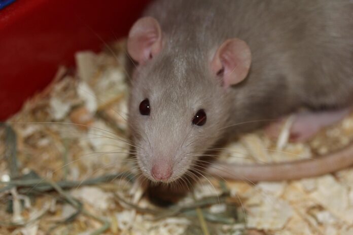 Top 10 rat food product innovations launched in 2025