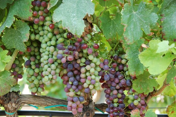 Top 10 regenerative agriculture wine import companies in the United States