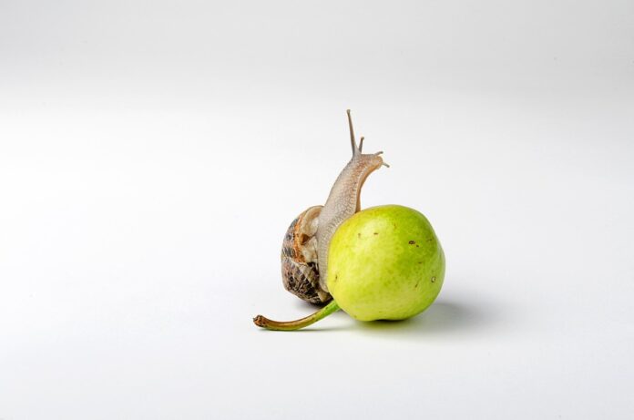 Top 10 reptile food exporters globally in 2025