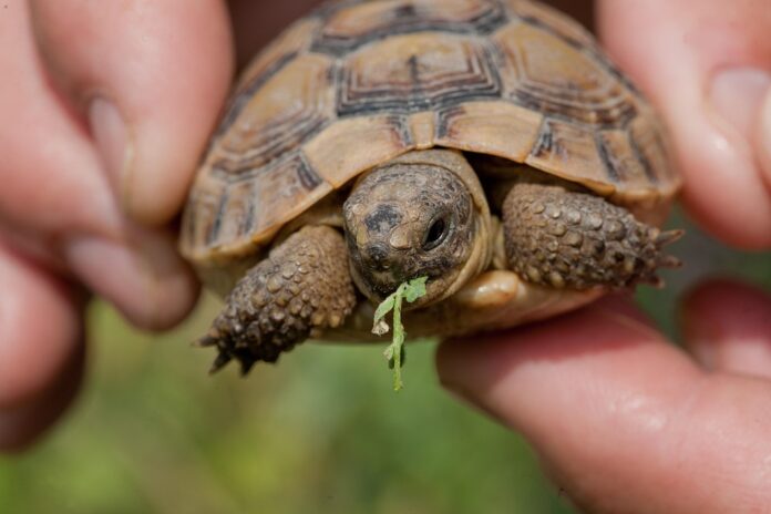 Top 10 reptile food producing countries in the world in 2025
