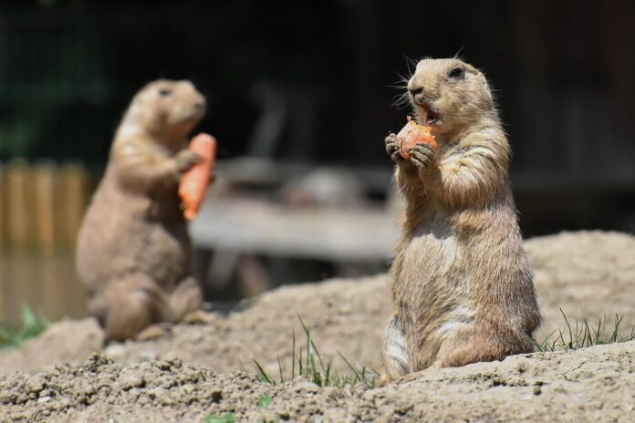 Top 10 rodent food brands globally in 2025