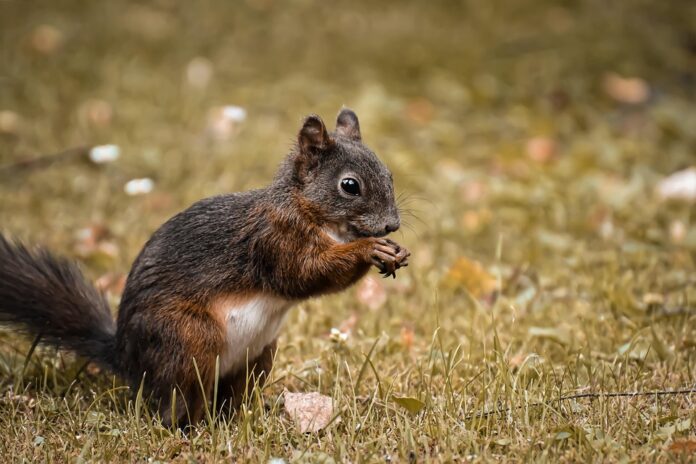 Top 10 rodent food exporters globally in 2025