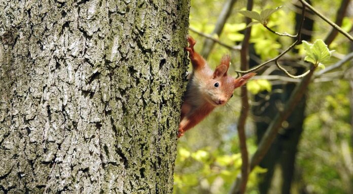Top 10 rodent food producers in France