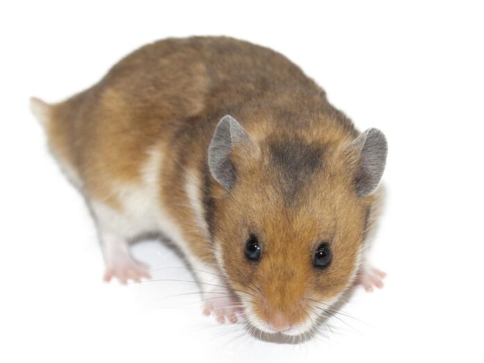 Top 10 rodent food producers in Germany