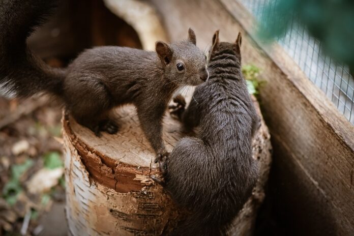 Top 10 rodent food producing countries in the world in 2025