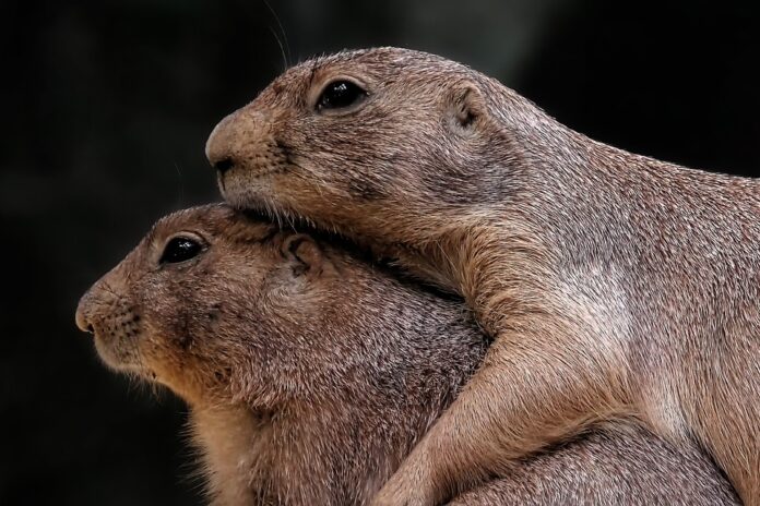 Top 10 rodent food product innovations launched in 2025