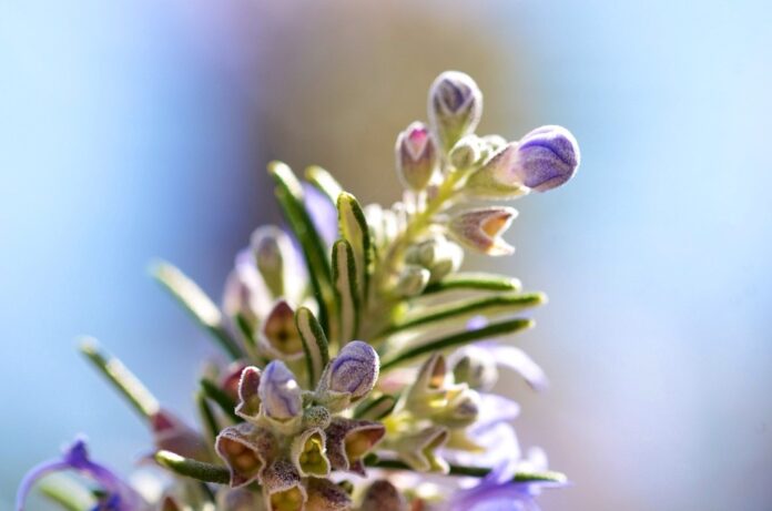 Top 10 rosemary brands in France