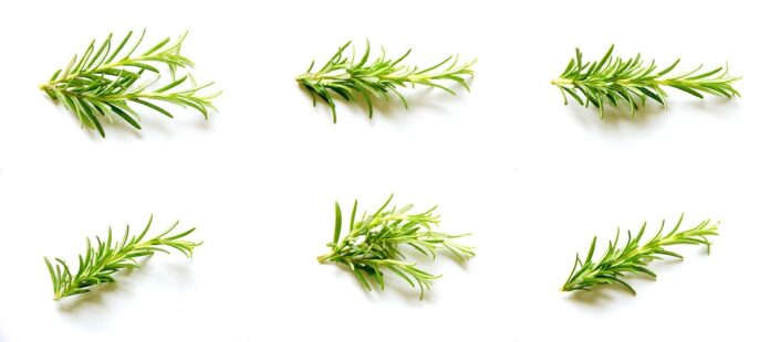 Top 10 rosemary brands in Italy