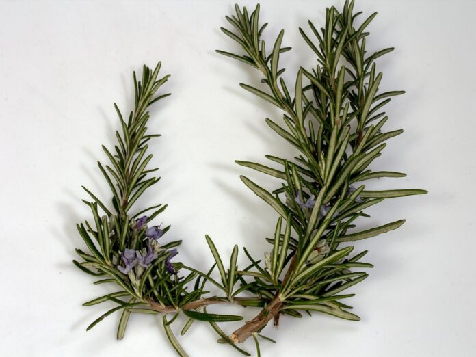 Top 10 rosemary brands in Morocco