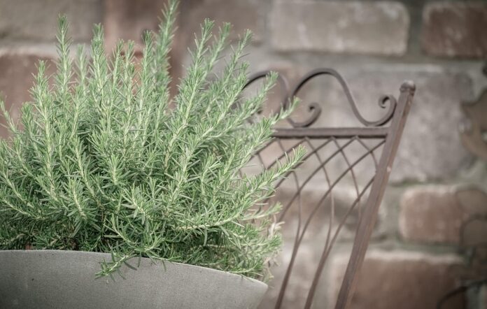 Top 10 rosemary brands in Spain