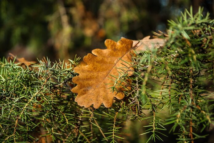 Top 10 rosemary import companies in France