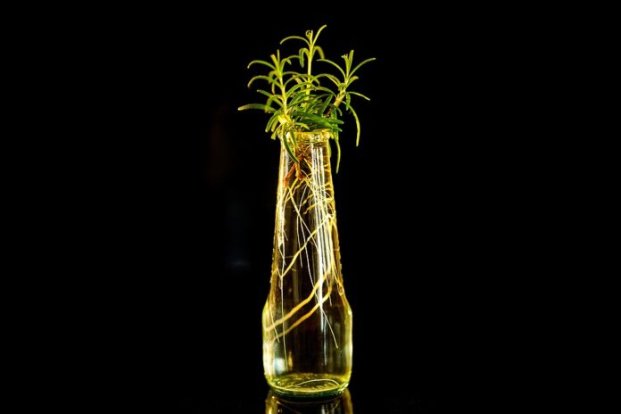 Top 10 rosemary import companies in Japan