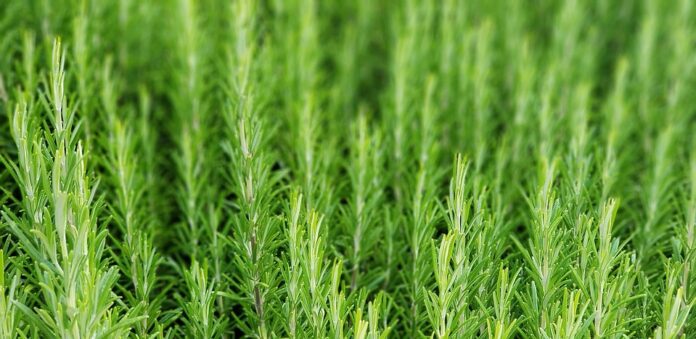 Top 10 rosemary import companies in the Netherlands