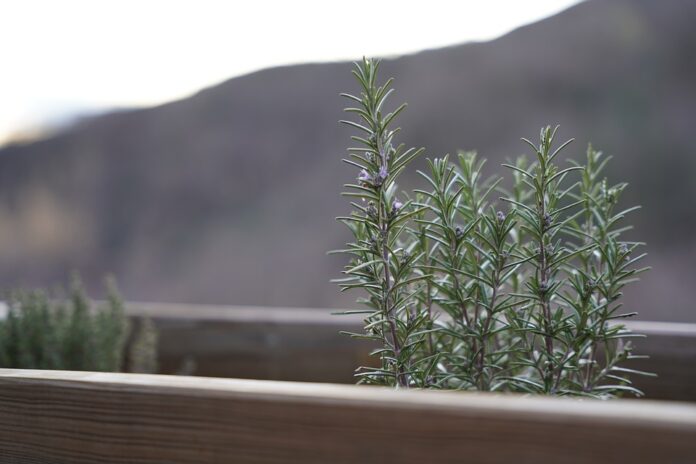 Top 10 rosemary import companies in the United States