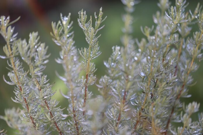 Top 10 rosemary producing countries in the world in 2025
