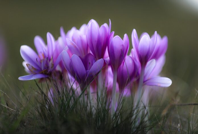 Top 10 saffron brands in Afghanistan