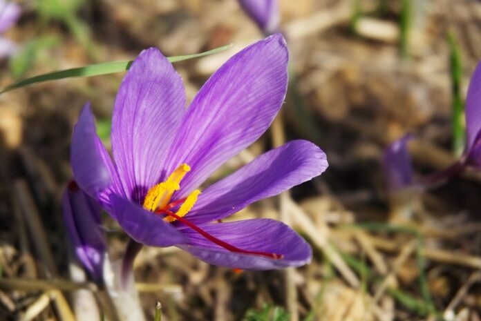 Top 10 saffron brands in Azerbaijan