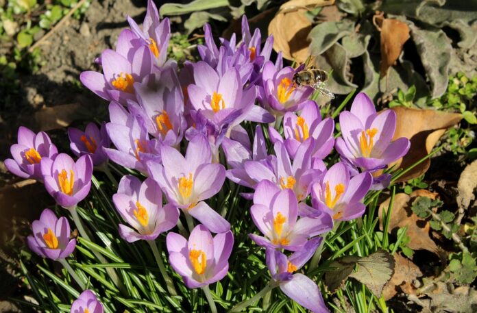 Top 10 saffron brands in China