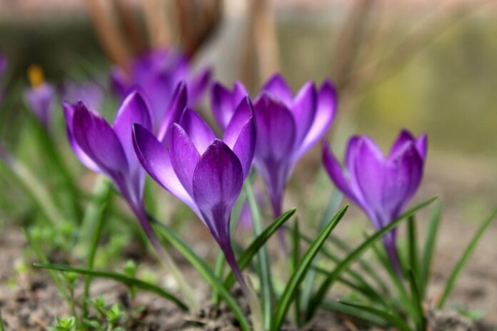 Top 10 saffron brands in India