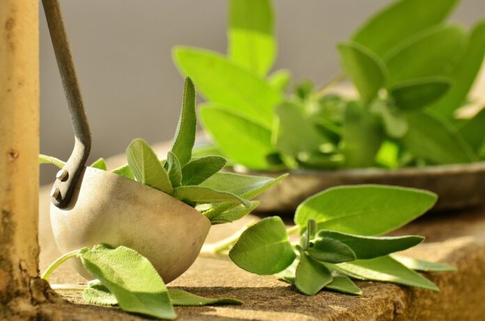 Top 10 sage export companies in Bulgaria