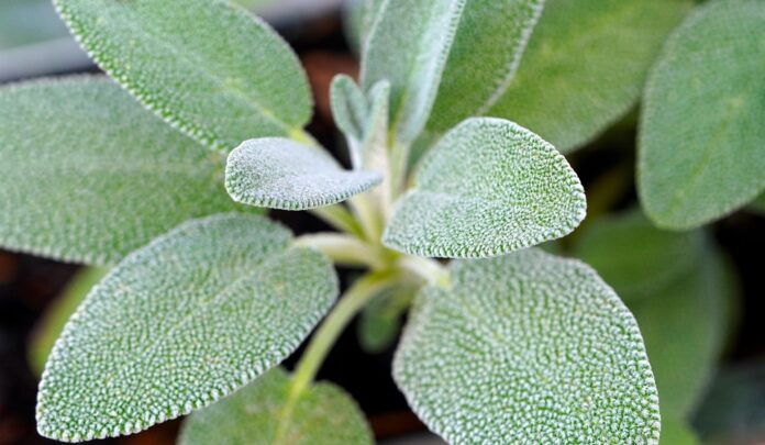 Top 10 sage export companies in Egypt
