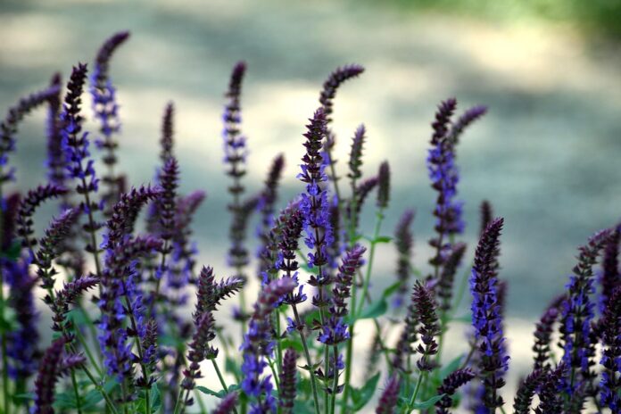 Top 10 sage export companies in India