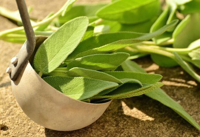 Top 10 sage export companies in Morocco