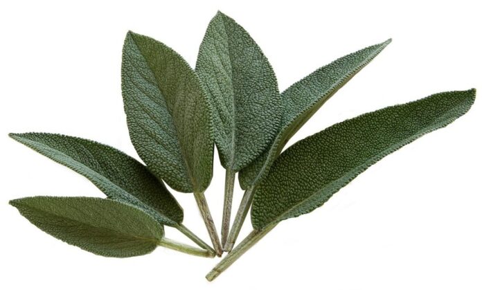 Top 10 sage export companies in the United States
