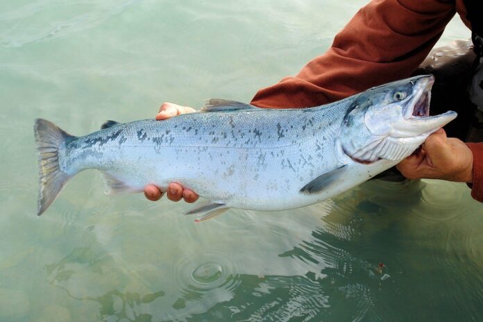 Top 10 salmon brands in Iceland
