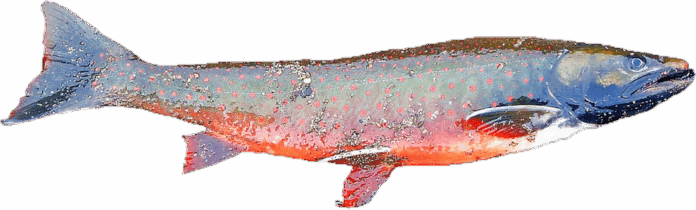 Top 10 salmon export companies in Australia