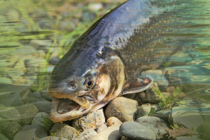 Top 10 salmon import companies in Brazil
