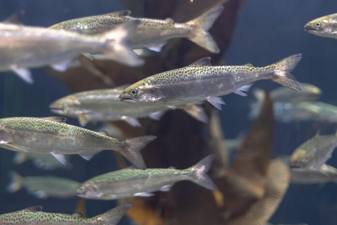 Top 10 salmon import companies in China