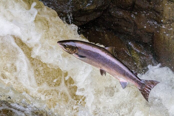Top 10 salmon import companies in the United Kingdom