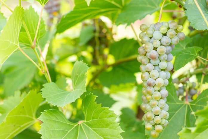 Top 10 sangiovese import companies in Japan