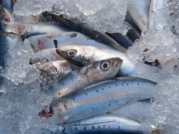 Top 10 sardines brands in Morocco