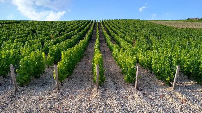 Top 10 sauvignon blanc wine producers in the United States