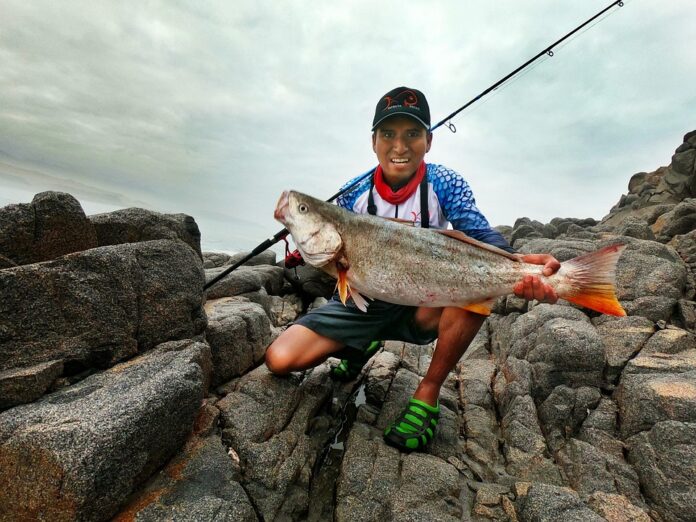 Top 10 seabass import companies in the United Kingdom