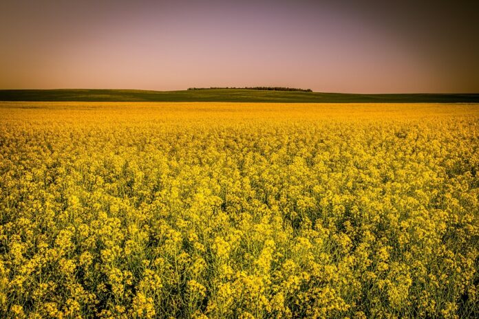 Top 10 sesame seed oil import companies in China